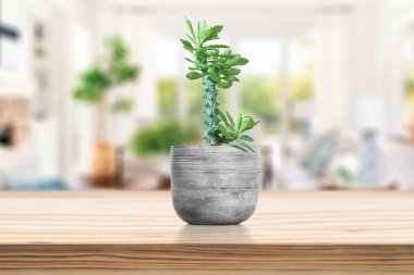 Oturma odasındaki masada vazonun üzerinde kaktüs olan çimento vazosu.