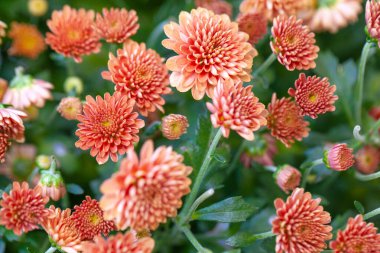 Arkaplanda Renkli Kasımpatı Çiçeği İzole Edildi.