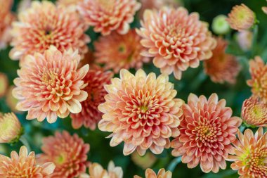 Arkaplanda Renkli Kasımpatı Çiçeği İzole Edildi.