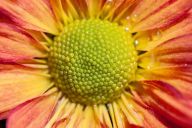 Arkaplanda Renkli Kasımpatı Çiçeği İzole Edildi.