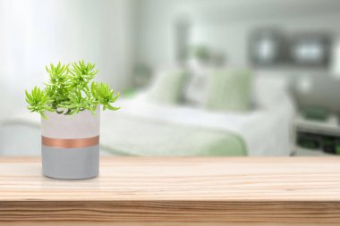 Oturma odasındaki masada vazonun üzerinde Suculent olan çimento vazosu.