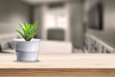 Oturma odasındaki masada vazonun üzerinde Suculent olan çimento vazosu.