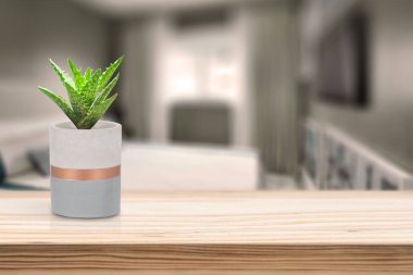 Oturma odasındaki masada vazonun üzerinde Suculent olan çimento vazosu.