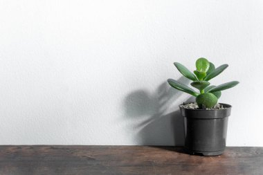 Vazodaki güzel sulu bitki beyaz arka planda izole edilmiş.