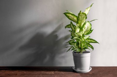 Güzel Dieffenbachia yeşil bitkisi beyaz arka planda