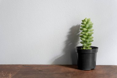 Vazodaki güzel sulu bitki beyaz arka planda izole edilmiş.