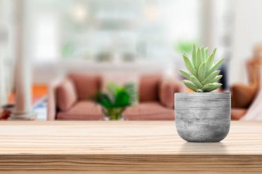 Oturma odasındaki masada vazonun üzerinde Suculent olan çimento vazosu.