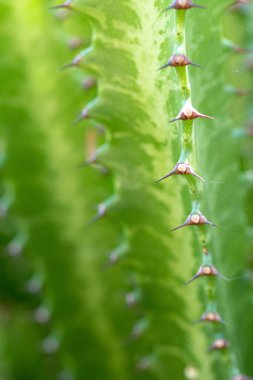 Kaktüs dikenleri, dikenli yeşil arka plan kaktüsü.