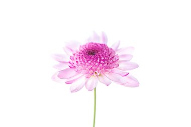 Kasımpatı parlak pembe çiçek. Kırpma yolu ile beyaz izole arkaplan üzerinde. Gölge falan yok. Bahçe çiçeği. Doğa.