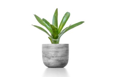 Çimento vazosundaki yeşil Bromeliad beyaz arka planda izole edilmiş..