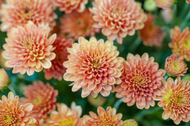 Arkaplanda Renkli Kasımpatı Çiçeği İzole Edildi.