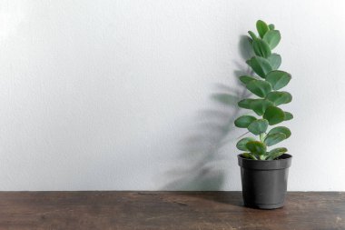 Vazodaki güzel sulu bitki beyaz arka planda izole edilmiş.