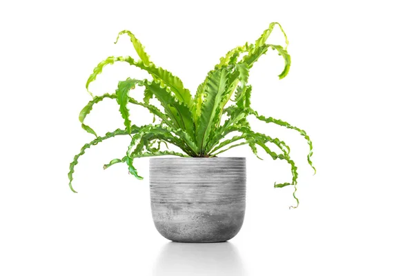 Beyaz arka planda izole edilmiş, çimento vazosundaki beyaz saksıda bulunan Asplenium nidus bitkisi.