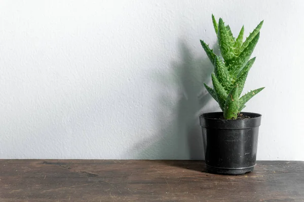 Bela Planta Suculenta Vaso Pote Isolado Fundo Branco — Fotografia de Stock