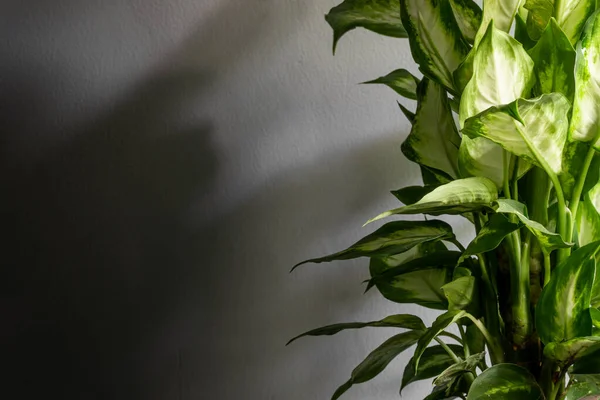 Beautiful Dieffenbachia Green Plant Day White Background — Stock Photo, Image