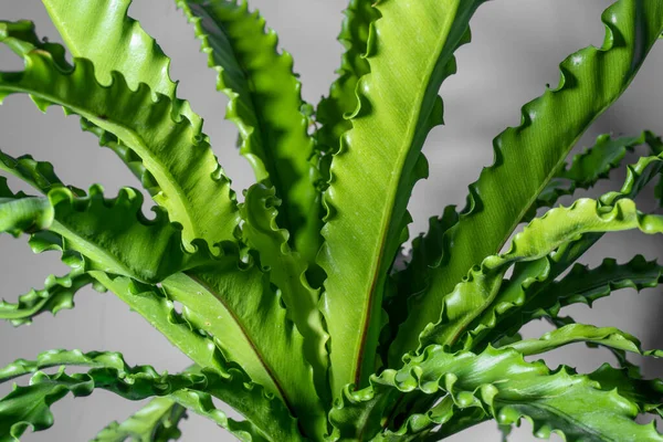 Planta Interior Enfoque Suave Asplenium Nidus Aislado Fondo —  Fotos de Stock