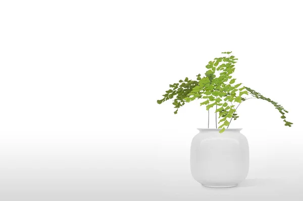 Beautiful Suculent Plant Vase Pot Isolated White Background — Stock Photo, Image