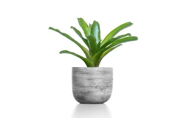 Çimento vazosundaki yeşil Bromeliad beyaz arka planda izole edilmiş..