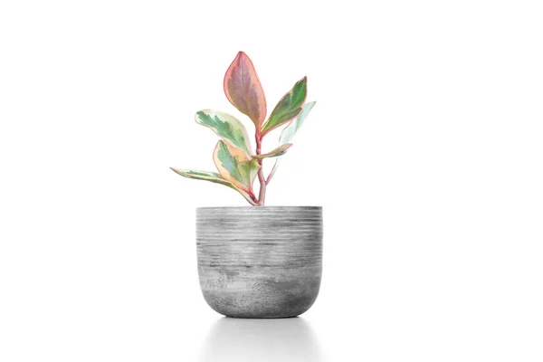 Colorful Peperomia Pink Green Yellow Cement Vase Isolated White Background — Stock Photo, Image