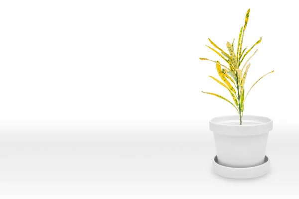 Cazip Geniş Çapta Cazibeli Bitkiyi Beyaz Arkaplanda Zole Edilmiş Parlak — Stok fotoğraf