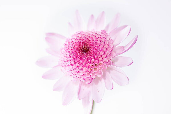 Chrysanthemum bright pink flower. On white isolated background with clipping path. Closeup no shadows. Garden flower. Nature.