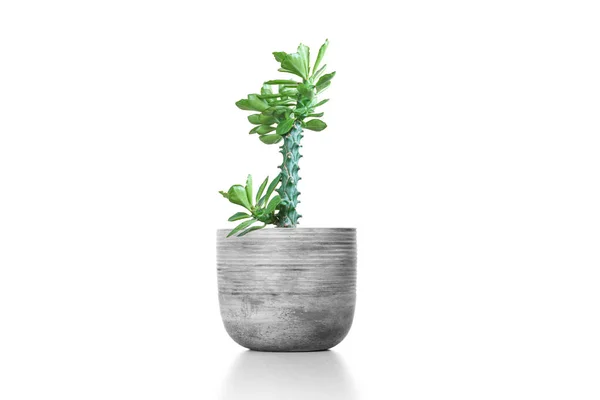 Kaktus Odizolowany Białym Tle Drewnianym Stole Kolorowy Ceramiczny Garnek — Zdjęcie stockowe