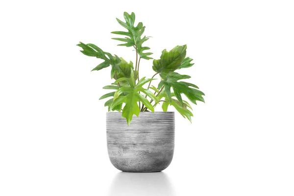 Adam Rib Plant Flowerpot Cement Vase Pot Vase Isolated White — Stock Photo, Image