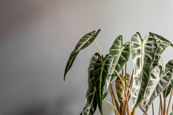 Alocasia Sanderiana W. Bull 'un Süslü Tropikal Yaprakları, Kris Bitkisi beyaz arka planda izole edilmiştir.