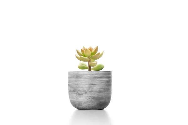 Suculent Plant Cement Vase Pot Isolated White Background Vase Ornament — Stock Photo, Image