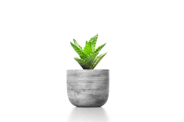 Suculent Plant Cement Vase Pot Isolated White Background Vase Ornament — Stock Photo, Image