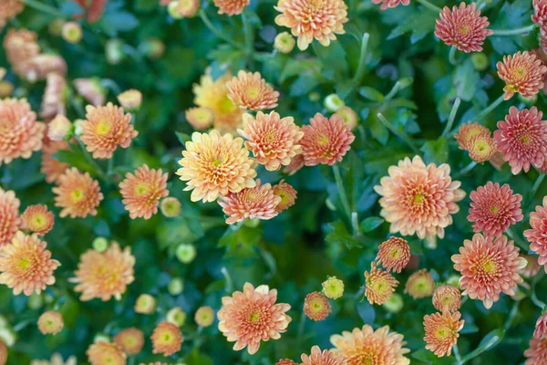Цветок Хризантемы Изолирован Заднем Плане — стоковое фото