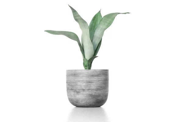 Beautiful Sansevieria Plant Cement Vase Pot White Table — Stock Photo, Image