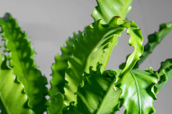 Yumuşak Odaklı Bitkisi Asplenium Nidus Arka Planda Izole Edildi — Stok fotoğraf