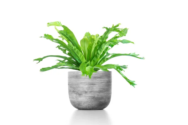 Beyaz arka planda izole edilmiş, çimento vazosundaki beyaz saksıda bulunan Asplenium nidus bitkisi.