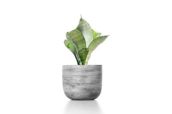 Beautiful Sansevieria Plant Yellow Vase Pot White Table — Stock Photo, Image