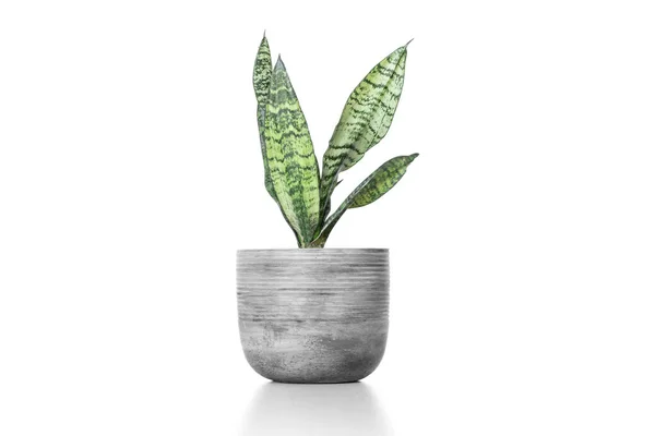 Çimento vazosundaki güzel sansevieria bitkisi beyaz masada.