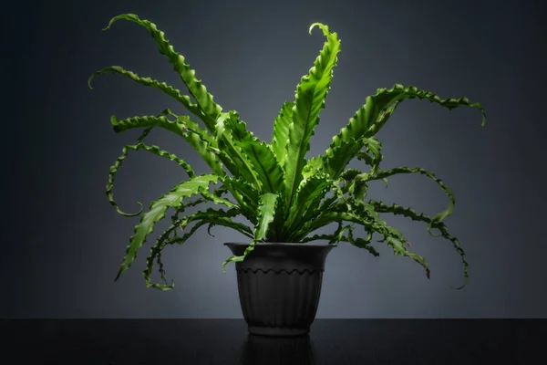 Arkaplanda Asplenium Nidus bitkisi izole edilmiş.
