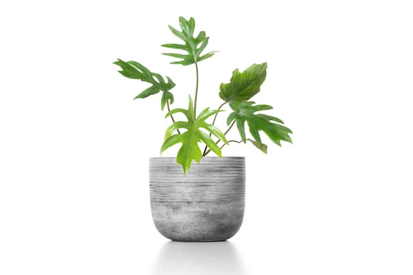 Adam 'ın kaburga saksısı, çimento vazosundaki saksı, beyaz arka planda izole edilmiş vazo..