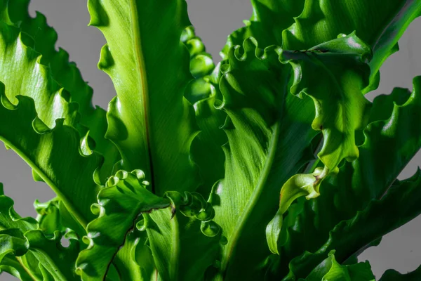 Yumuşak odaklı ev bitkisi Asplenium nidus arka planda izole edildi
