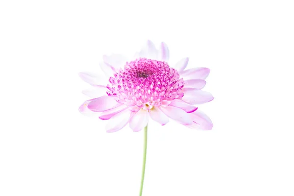 Хризантема Яскраво Рожева Квітка Білому Ізольованому Фоні Відсічним Контуром Впритул — стокове фото