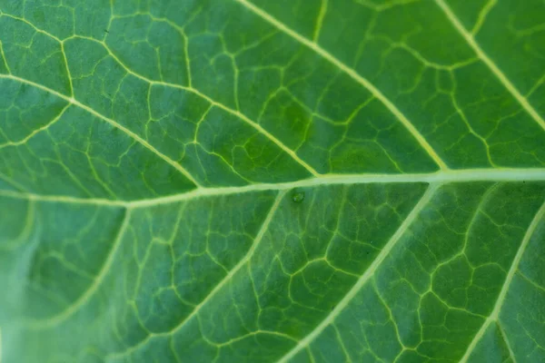 Feuille Verte Chou Avec Des Gouttes Eau Gros Plan Une — Photo