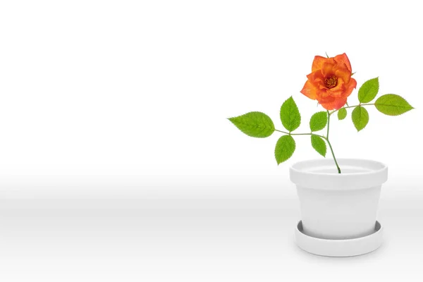 白い背景に隔離された花瓶 ポット 上の美しいバラの植物 — ストック写真