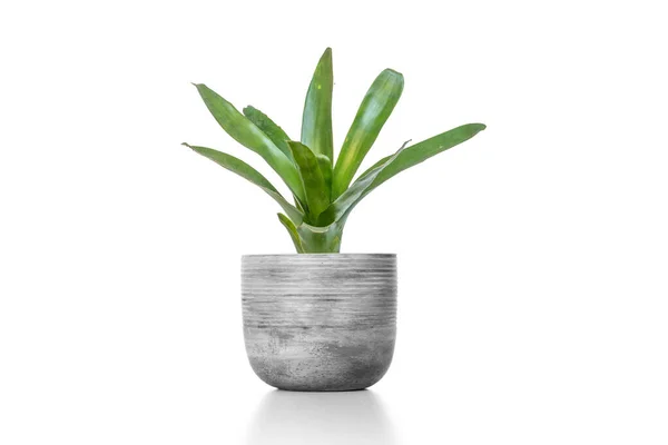 Green Bromeliad Cement Vase Pot Isolated White Background — Stock Photo, Image