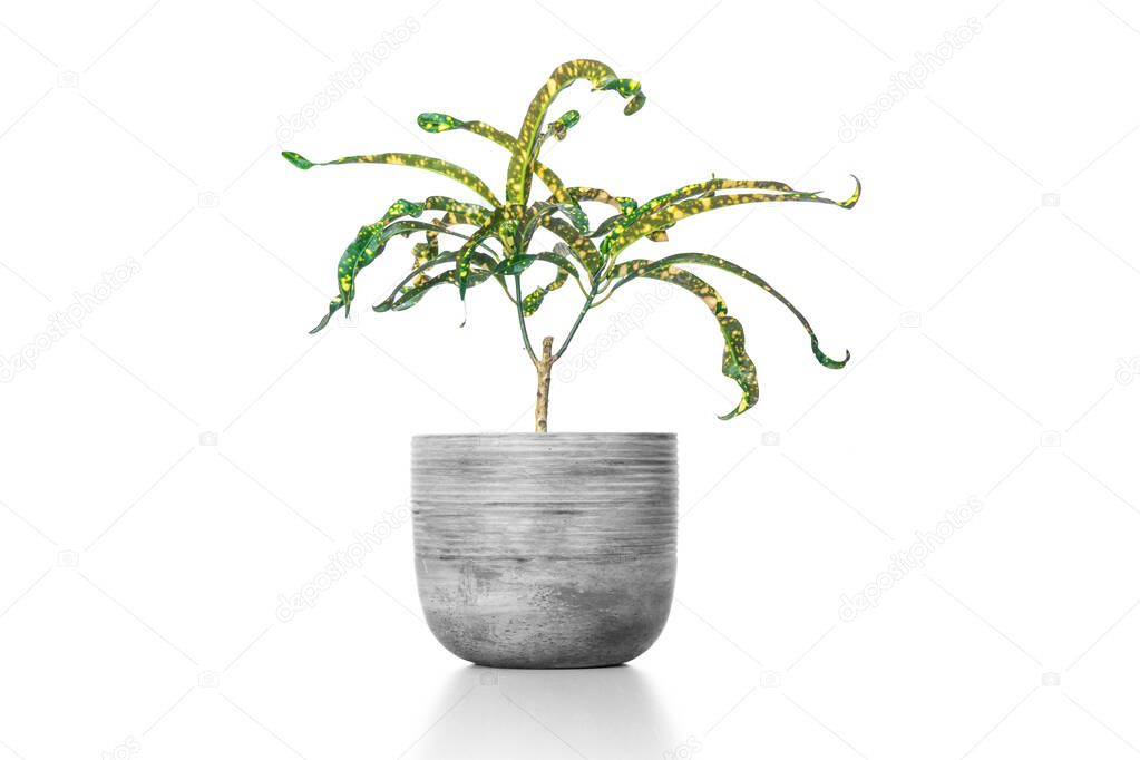 Close up Attractive Wide Leaves Croton Plant on Shiny White Pot, Isolated on White Background.