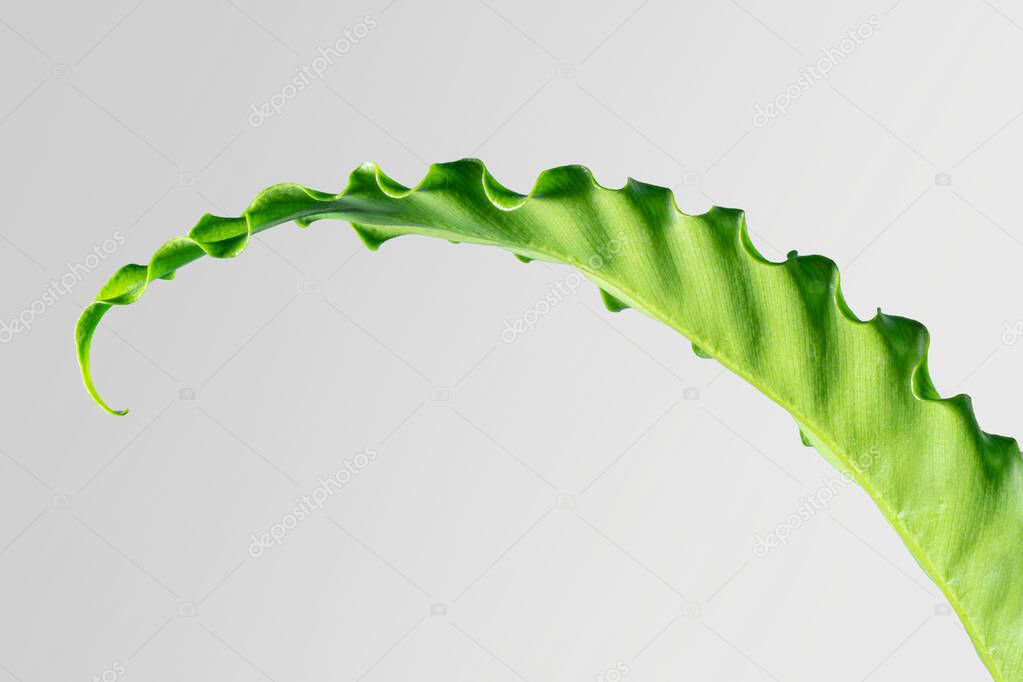 soft focus houseplant Asplenium nidus isolated on background