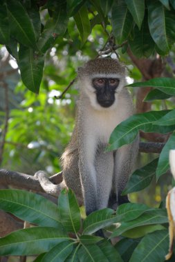maymun ağaç ve bitki örtüsü
