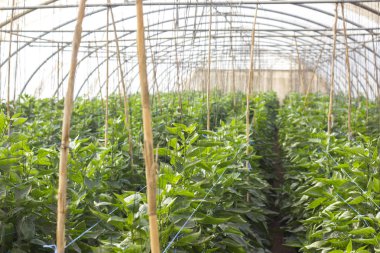 Organik hydroponic sebze yetiştirme Çiftliği'nde kırsal, jordan valley.