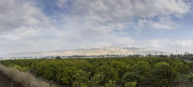 Portakal ağacı ekimi jordan Valley olgunlaşmış meyve ile
