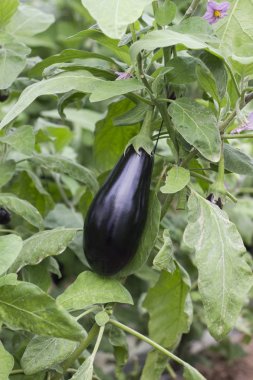 Ürdün Vadisi'nde bir sera büyüyen olgun mor patlıcan