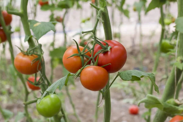 Beautiful red ripe heirloom tomatoes grown in a greenhouse. Gardening tomato photograph with copy space. Shallow depth of field